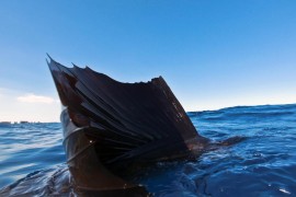 general-sailfish2